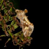 Soybean Looper Moth (8890)