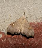 White-spotted Redectis Moth (8401)