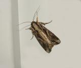 Dolichos Armyworm Moth (9671)