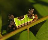 Saddleback Caterpillar Moth(4700)
