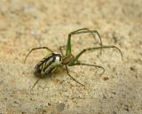 Venusta Orchard Spider