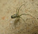 Venusta Orchard Spider