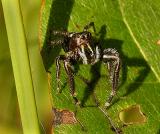 Brilliant Jumping Spider