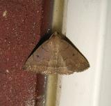 Wavy-lined Zanclognatha Moth (8353)