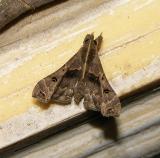 Faint-spotted Palthis Moth (8398)