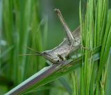 Clip-wing Grasshopper