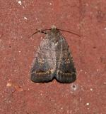 The Slowpoke Moth (9650)
