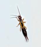 Lined Earwig