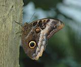  Yellow-edged Giant Owl Butterfly
