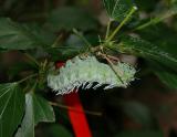 Atlas Moth Caterpillar