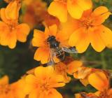 Syrphus spp.