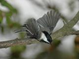 Black-capped Chickadee