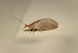 Brown Lacewing