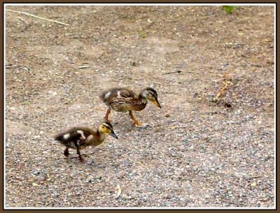 July 1 - Taking a Walk-3