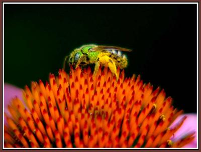 July 14 - Green Bee