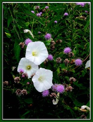 July 25 - Wildflowers