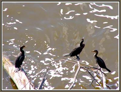 September 22 - Cormorants (I think)