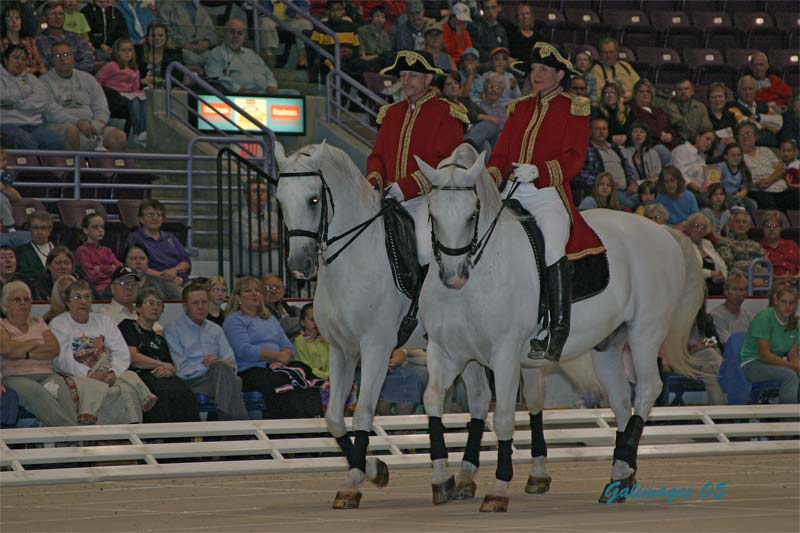 Lipizzaners107.jpg