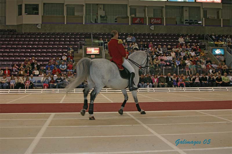 Lipizzaners117.jpg