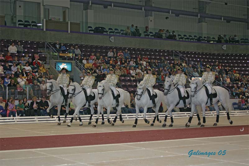 Lipizzaners185.jpg