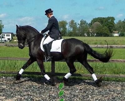 Beike extended trot