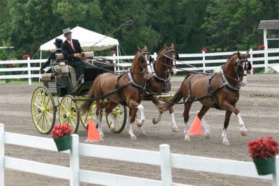 Walnut Hill Farm Carriage Competition