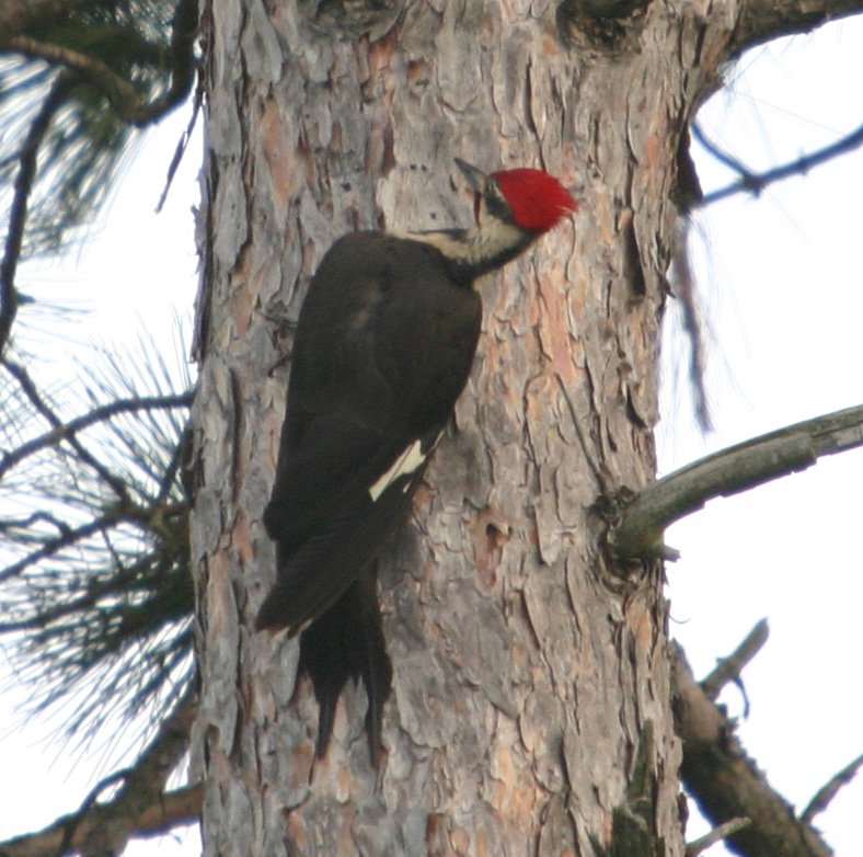 IMG_2375 Pileated Woodpecker