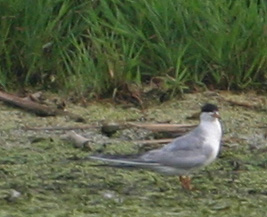 Celery Bog, 8-4-05 - Tern pics - Forster's or Common?