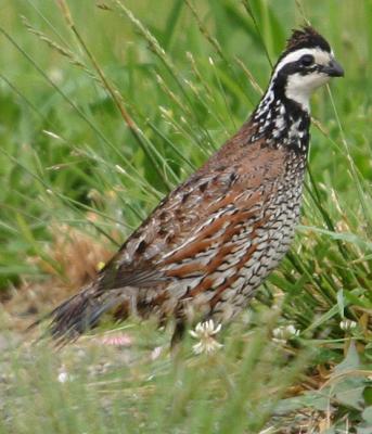 v3/52/384552/3/44630932.NorthernBobwhite.jpg