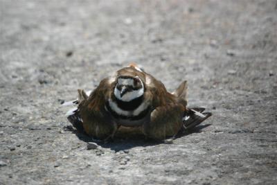 Killdeer
