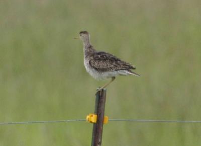 Upland Sandpiper