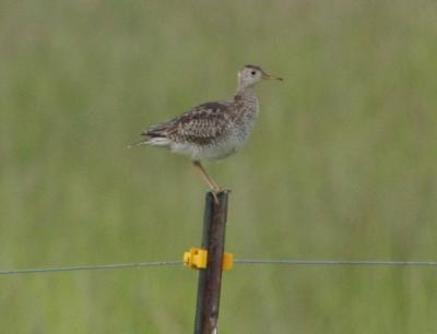 Upland Sandpiper