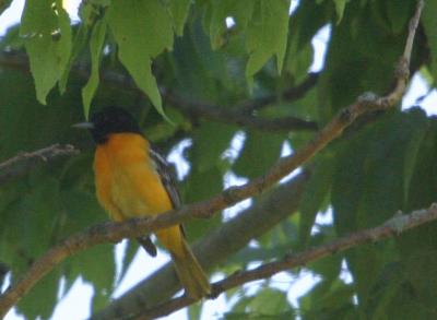 Baltimore Oriole.jpg