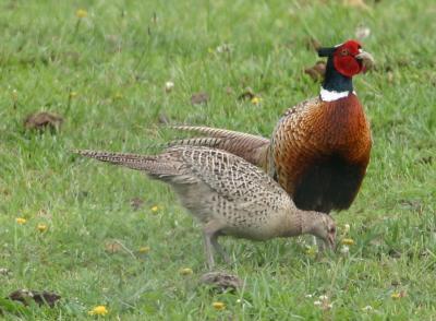 Ring-necked Pheasant