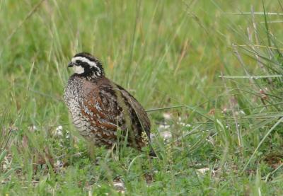 Northern Bobwhite