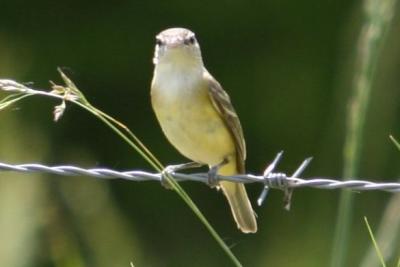 Bell's Vireo