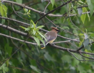 Cedar Waxwing.jpg