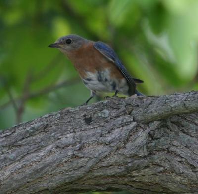 Eastern Bluebird.jpg
