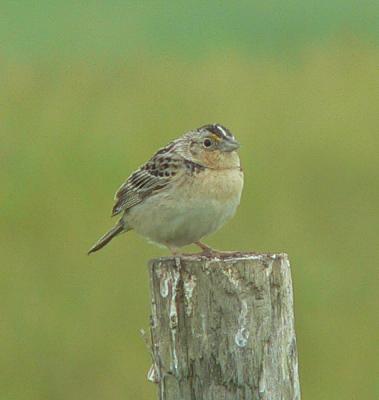 Grasshopper Sparrow2.jpg