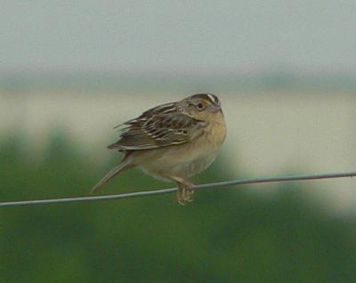 Grasshopper Sparrow3.jpg