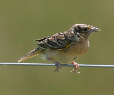 Grasshopper Sparrow4.jpg