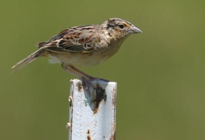 Grasshopper Sparrow5.jpg