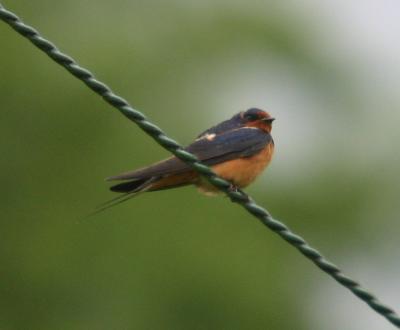 Swallow