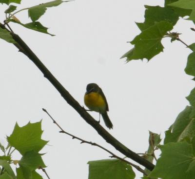 yellow-breasted_chat