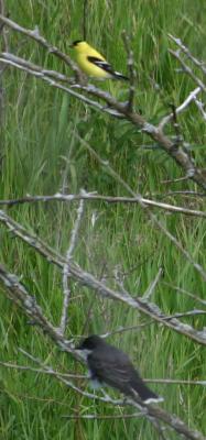 IMG_0905 Goldfinch / Eastern Kingbird