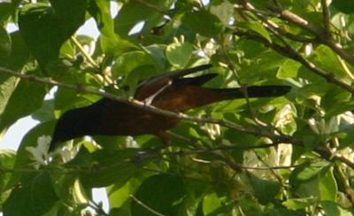 IMG_0923 Orchard Oriole