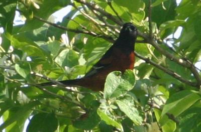 IMG_0927 Orchard Oriole