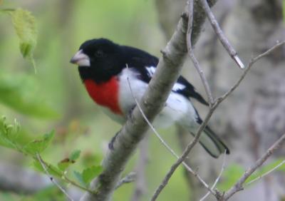IMG_0863 Rose-breasted Grosbeak