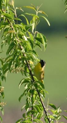 IMG_1031 Common Yellowthroat
