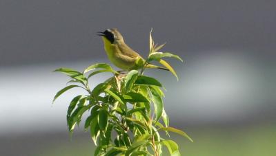 IMG_1055 Common Yellowthroat